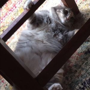 Meet your Posher, Bailey